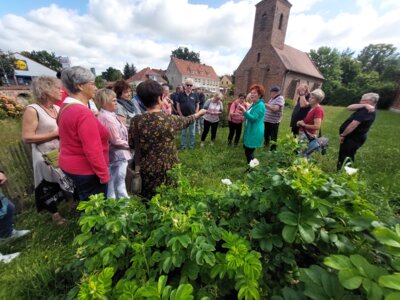 Foto des Albums: Führung durch Gardelegen mit Kräuterfrau Maria Hellge (23.06.2024)