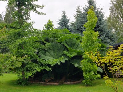 Foto des Albums: Landschaftsgarten Heidenreich (23.06.2024)