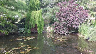 Foto des Albums: Rosengarten an der alten Elbe (23.06.2024)