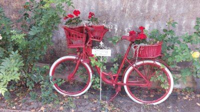 Foto des Albums: Rosengarten an der alten Elbe (23.06.2024)