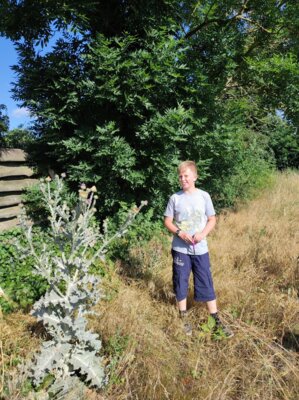 Foto des Albums: Brennnessel, Spitzwegerich, Schafgabe und co.
