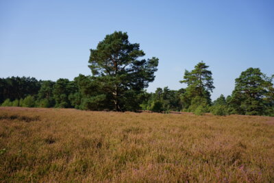 Reiterheide bei Helstorf  (Bild vergr&ouml;&szlig;ern)