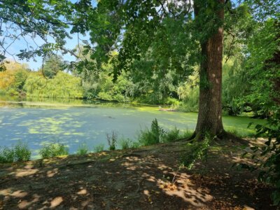 Foto des Albums: Schrevenpark und Schützenpark Kiel