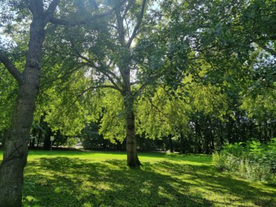 Foto des Albums: Schrevenpark und Schützenpark Kiel