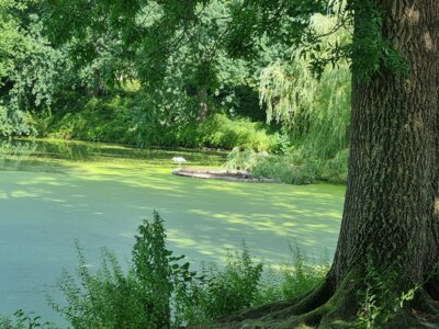 Foto des Albums: Schrevenpark und Schützenpark Kiel