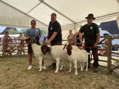 Foto des Albums: Bayerische Landesziegenschau 2024 Bad Windsheim (13. 09. 2024)