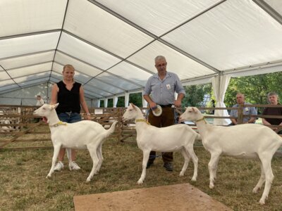 Foto des Albums: Bayerische Landesziegenschau 2024 Bad Windsheim (13. 09. 2024)