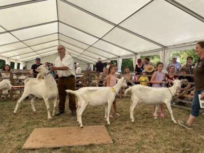 Foto des Albums: Bayerische Landesziegenschau 2024 Bad Windsheim (13. 09. 2024)