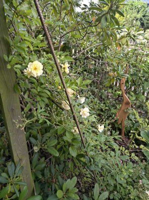 Fotoalbum Rosenkränzchen bei einem Hobby-Rosenzüchter.