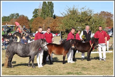 Vorschaubild: Gruppensieger 3-jährig Shetlandpony