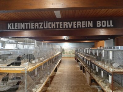Foto des Albums: Lokalschau 2021