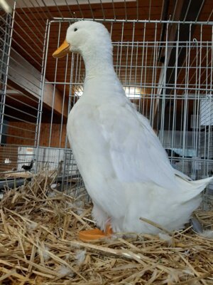 Foto des Albums: Lokalschau 2021