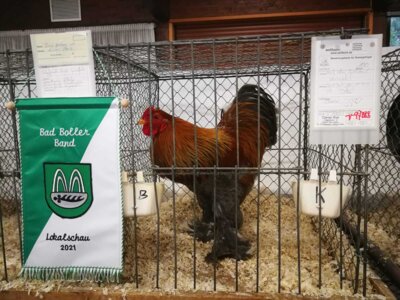 Foto des Albums: Lokalschau 2021
