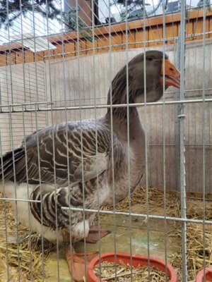 Foto des Albums: Lokalschau 2023
