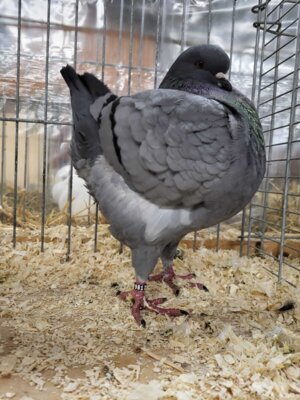 Foto des Albums: Lokalschau 2023