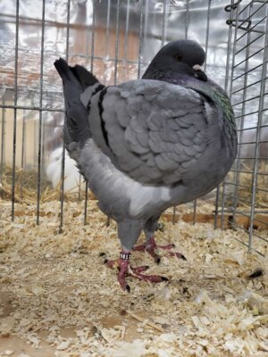 Foto des Albums: Lokalschau 2023