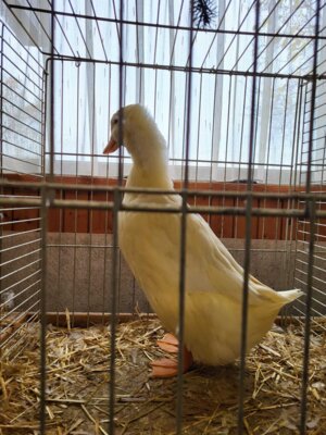 Foto des Albums: Lokalschau 2023