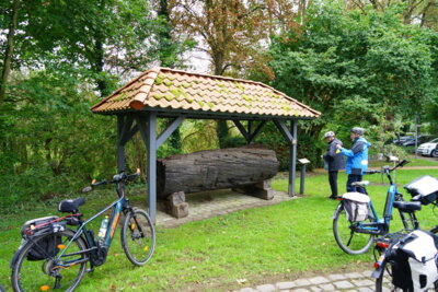 Eichenstamm  bei Meinersen  (Bild vergr&ouml;&szlig;ern)