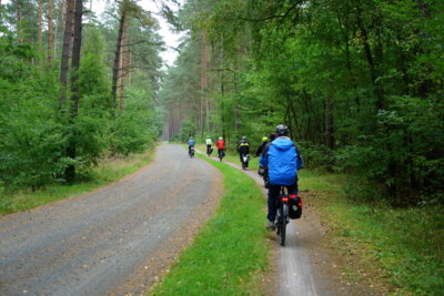 Wald bei Bokelberge  (Bild vergr&ouml;&szlig;ern)