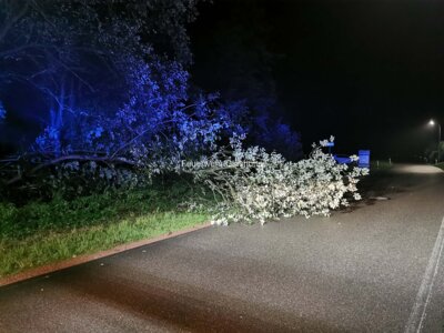 Fotoalbum Einsatz - Baum auf Straße