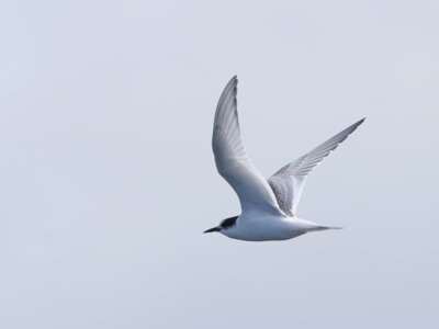 Foto des Albums: Fotos Roland Neumann