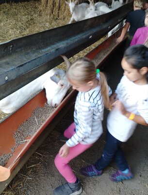 Foto des Albums: Wandertag Kl.1 nach Gimmel mit Schatzsuche(Ziegenstall)