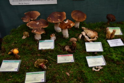 Foto des Albums: Leinewebers Pilzwochenende 2024
