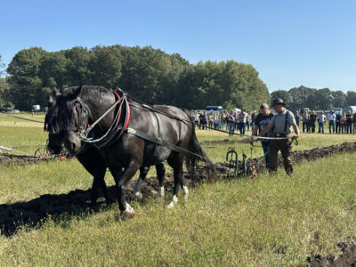 Kreis-Erntefest in Peickwitz 2024 - Promipfl&uuml;gen Landrat - Foto Landkreis Nora Bielitz  (Bild vergr&ouml;&szlig;ern)