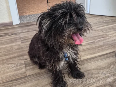 Hund gefunden in Mesendorf am 18. M&auml;rz 2026  (Bild vergr&ouml;&szlig;ern)