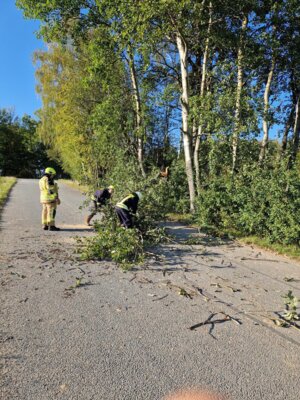 Foto des Albums: H1 Baum auf Straße (08. 10. 2024)