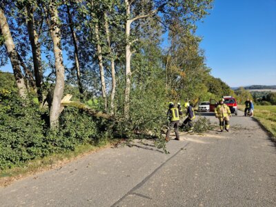 Foto des Albums: H1 Baum auf Straße (08. 10. 2024)