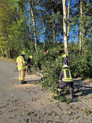 Foto des Albums: H1 Baum auf Straße (08. 10. 2024)