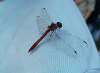 Libelle  (Bild vergr&ouml;&szlig;ern)