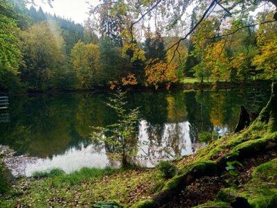 Idyll mit Hilsbornteich  (Bild vergr&ouml;&szlig;ern)