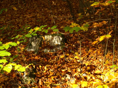 Herbstlich  (Bild vergr&ouml;&szlig;ern)
