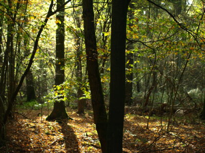 Herbstlicher Wald  (Bild vergr&ouml;&szlig;ern)