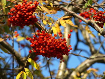 Fr&uuml;chte im Herbst  (Bild vergr&ouml;&szlig;ern)
