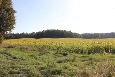 Vorschaubild: 11 Sonnenblumen vor Biesow