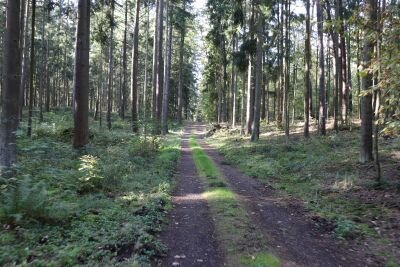 Vorschaubild: 23 Was für gute Waldwege