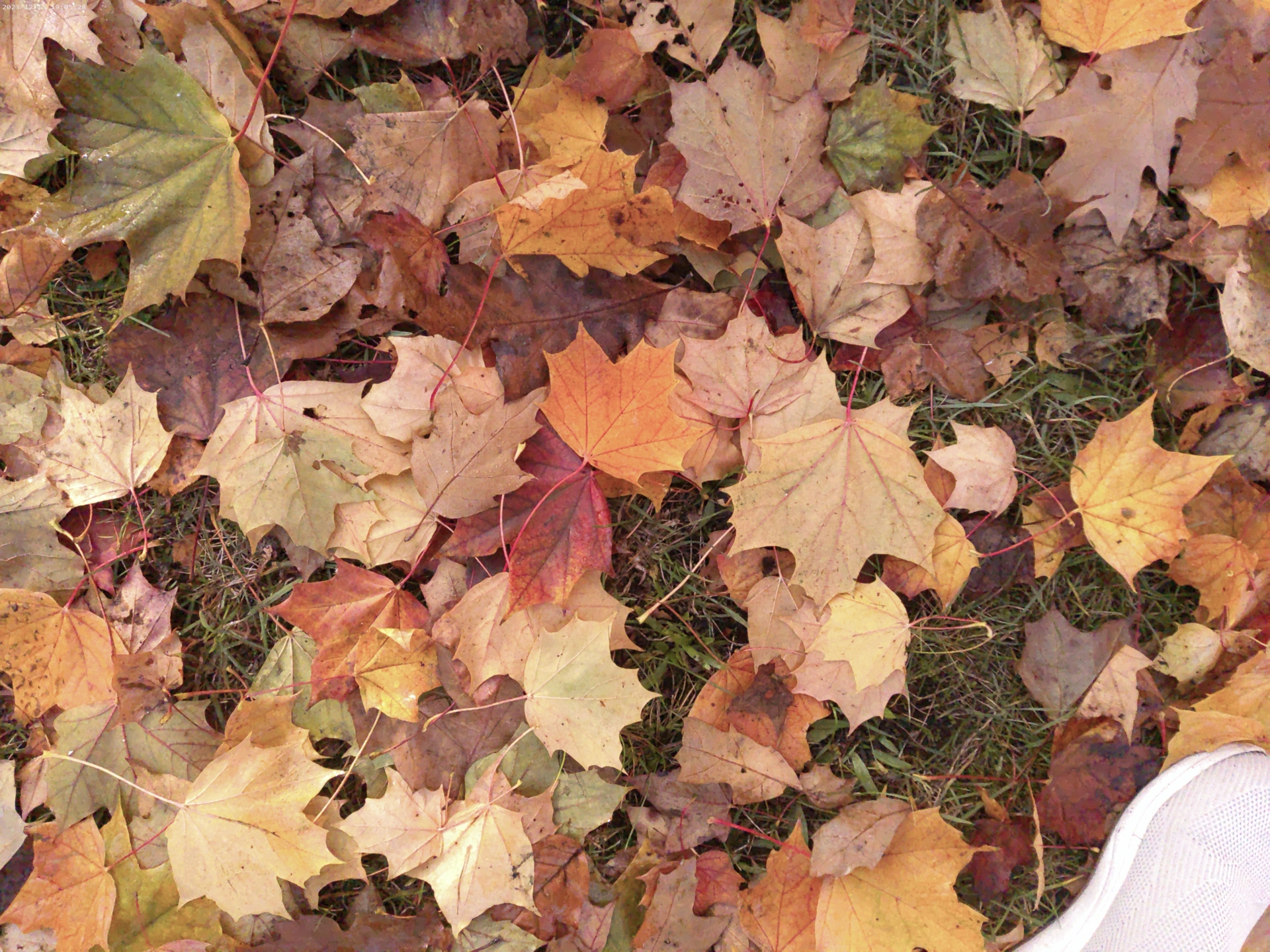 Bild: Der Herbst ist da.
