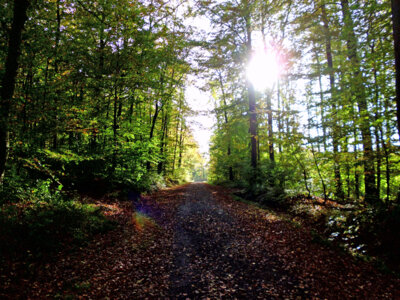 Gute Wanderstrecke  (Bild vergr&ouml;&szlig;ern)