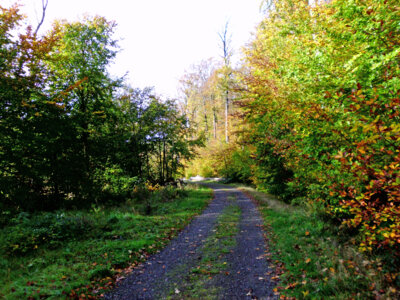 Herbstlicher Wanderweg  (Bild vergr&ouml;&szlig;ern)