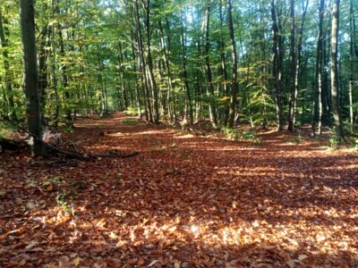 Sch&ouml;ner Waldweg  (Bild vergr&ouml;&szlig;ern)
