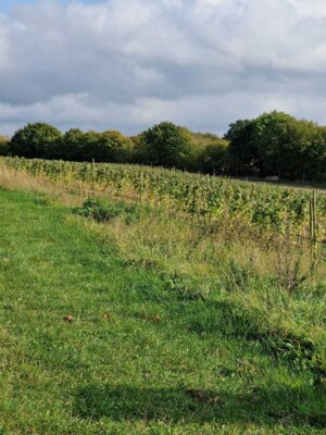 Foto des Albums: Obst- und Weingut Ingenhof