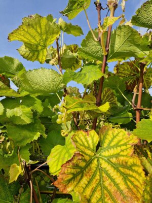 Foto des Albums: Obst- und Weingut Ingenhof