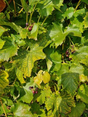 Foto des Albums: Obst- und Weingut Ingenhof