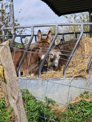 Foto des Albums: Obst- und Weingut Ingenhof