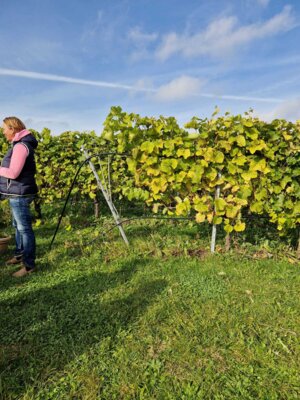 Foto des Albums: Obst- und Weingut Ingenhof