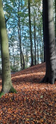 Foto des Albums: Spaziergang Düsternbrooker Gehölz