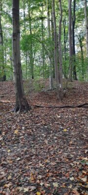 Foto des Albums: Spaziergang Düsternbrooker Gehölz